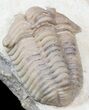 Nice Calymene Clavicula Trilobite - Oklahoma #42860-3